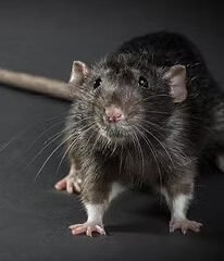 SOURIS RAT frelon la reine