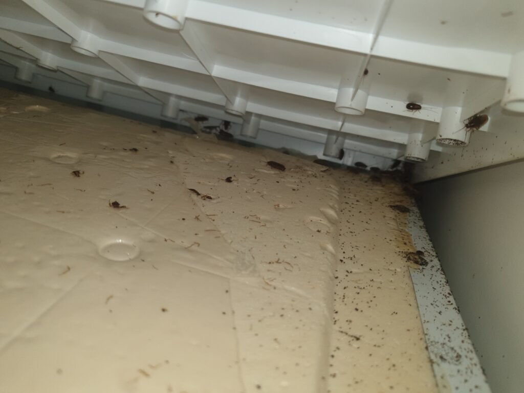 infestation cafards