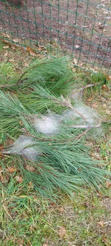 chenilles processionnaires