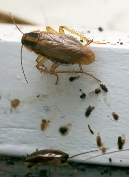 cafards frelon la reine