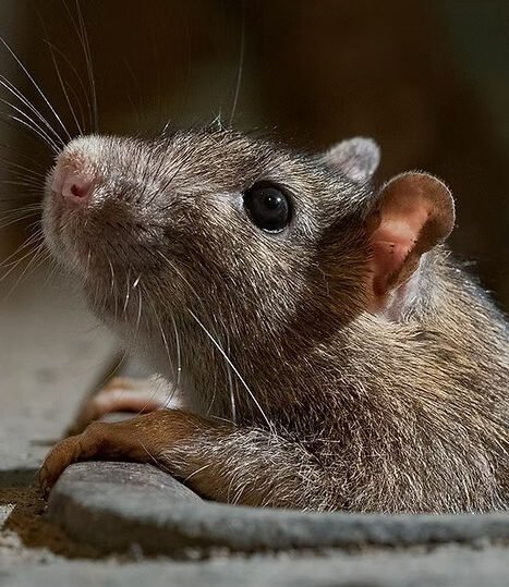 souris frelon la reine