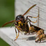 frelon-asiatique Frelon la reine