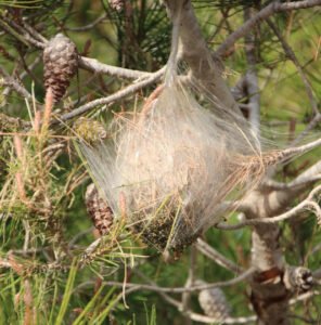 Nid de chenilles processionnaires frelon la reine