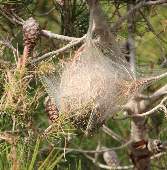 Nid de chenilles processionnaires frelon la reine