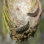 chenilles processionnaires frelon la reine