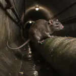 rats dans les égouts Frelon la reine