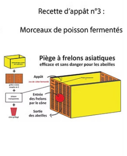 Piège a frelon numéro 3