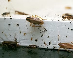 infestation cafards