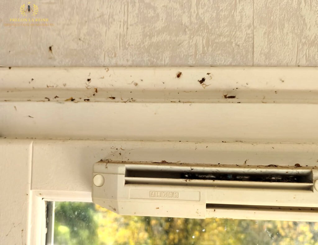 fenetre rempli de cafards