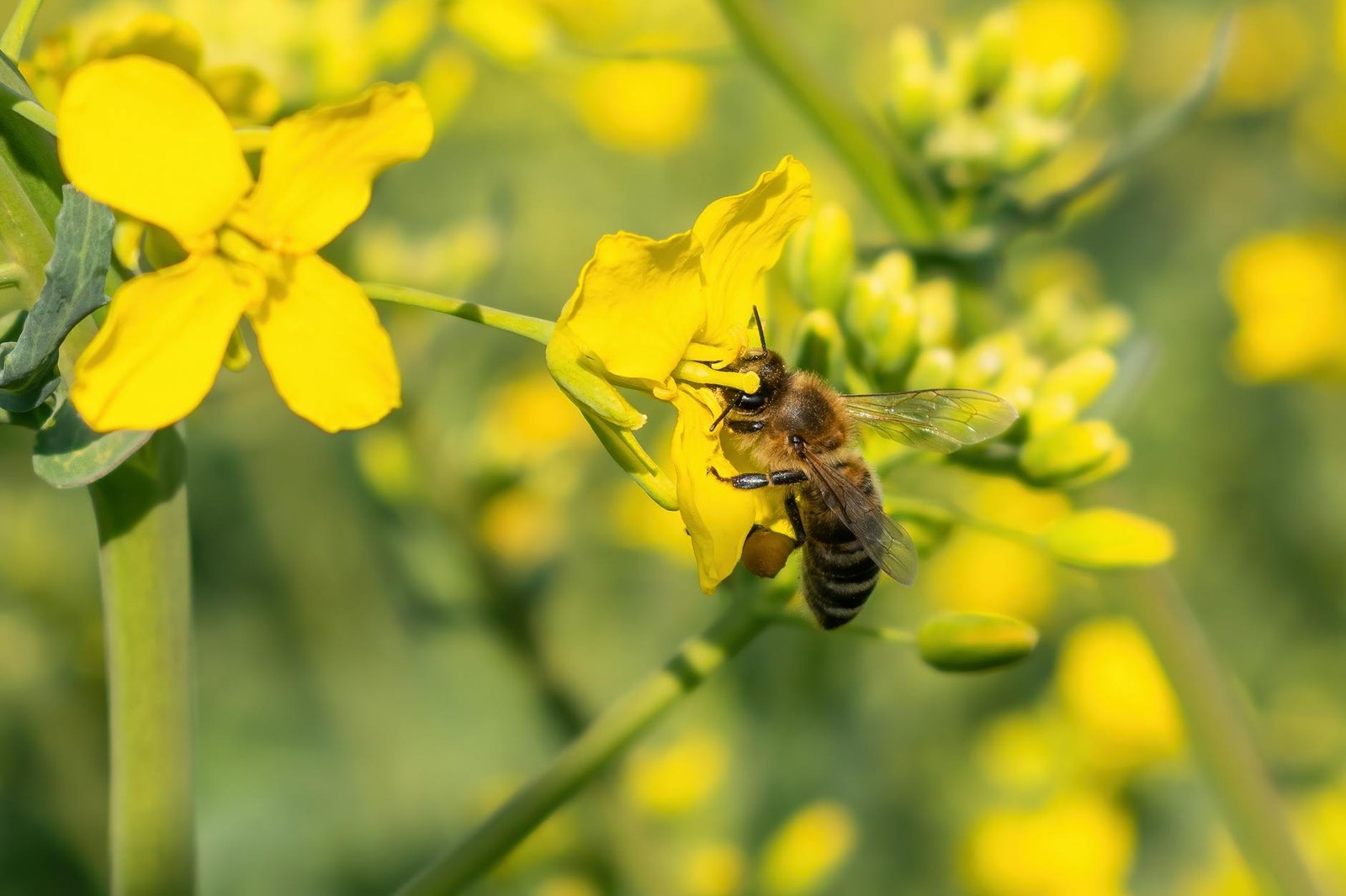 Protection des abeilles : enjeux et solutions